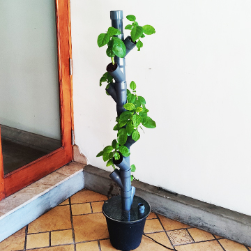 hydroponics